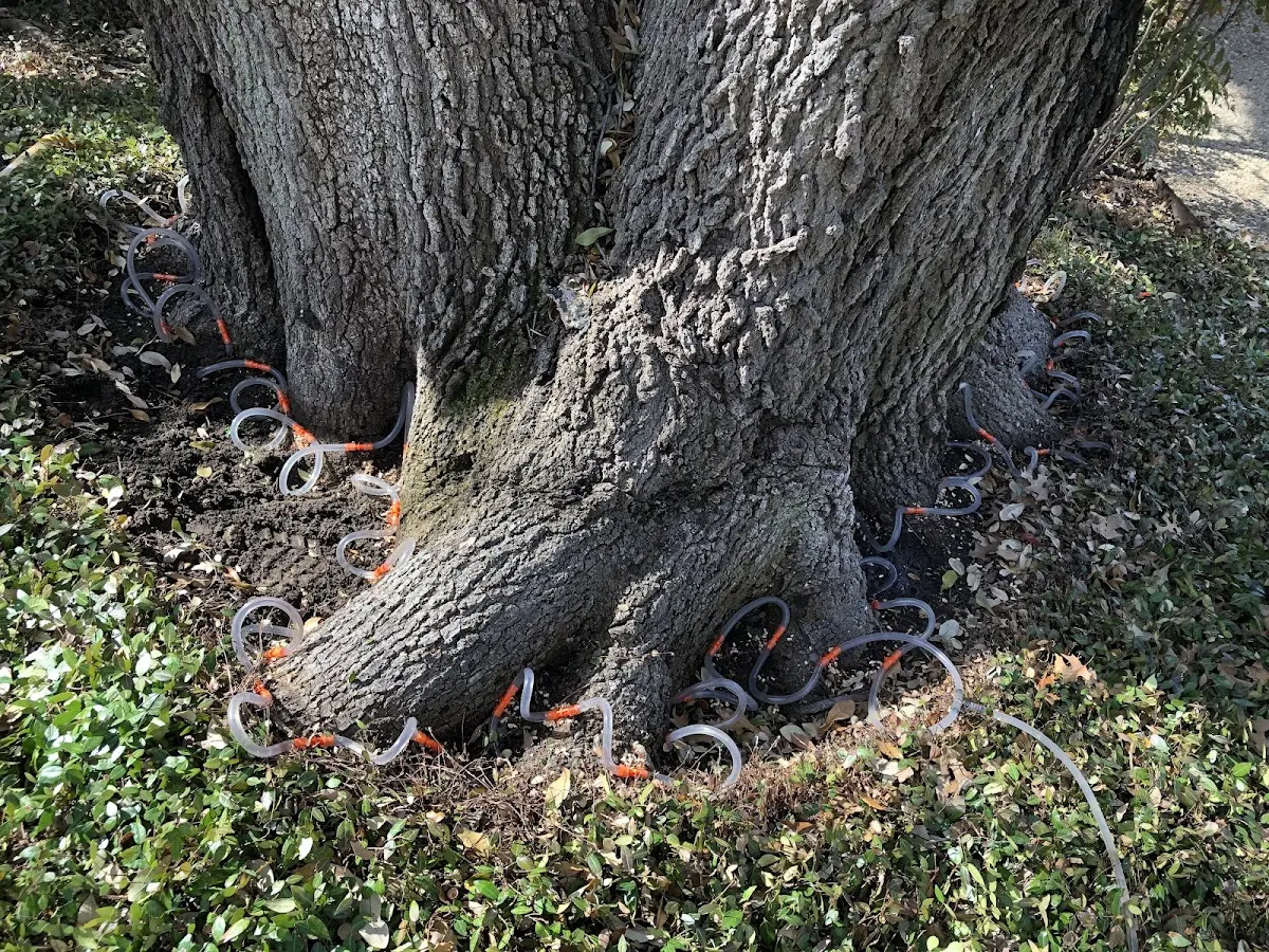 Detailed Tree Cabling and Bracing job site in Snowflake